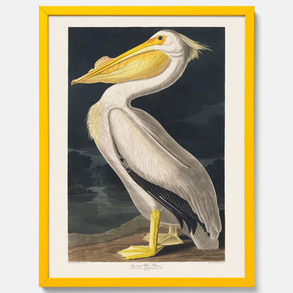 Tavla med en Vit Pelikan poster vintage illustration konst