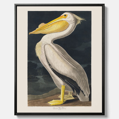 Canvastavla med en Vit Pelikan poster vintage illustration konst