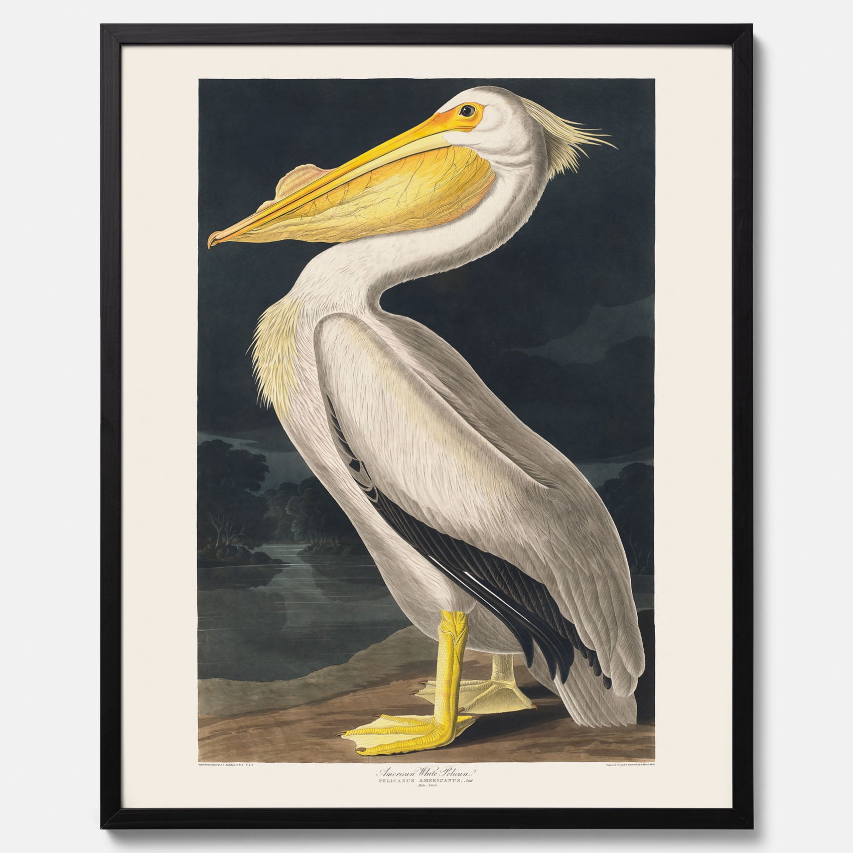 Tavla med en Vit Pelikan poster vintage illustration konst