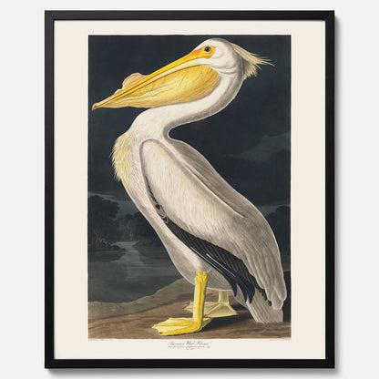 Tavla med en Vit Pelikan poster vintage illustration konst