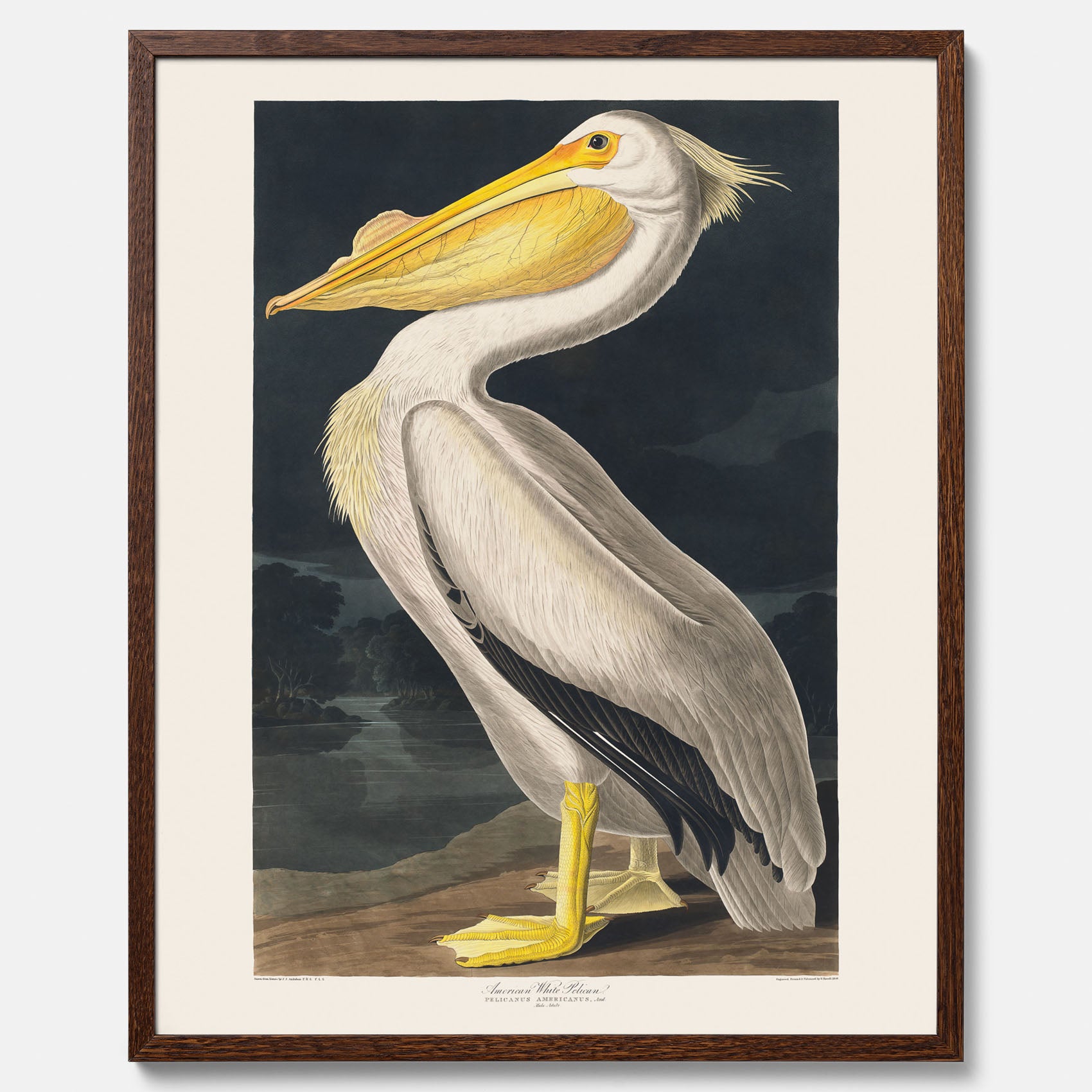 Tavla med en Vit Pelikan poster vintage illustration konst