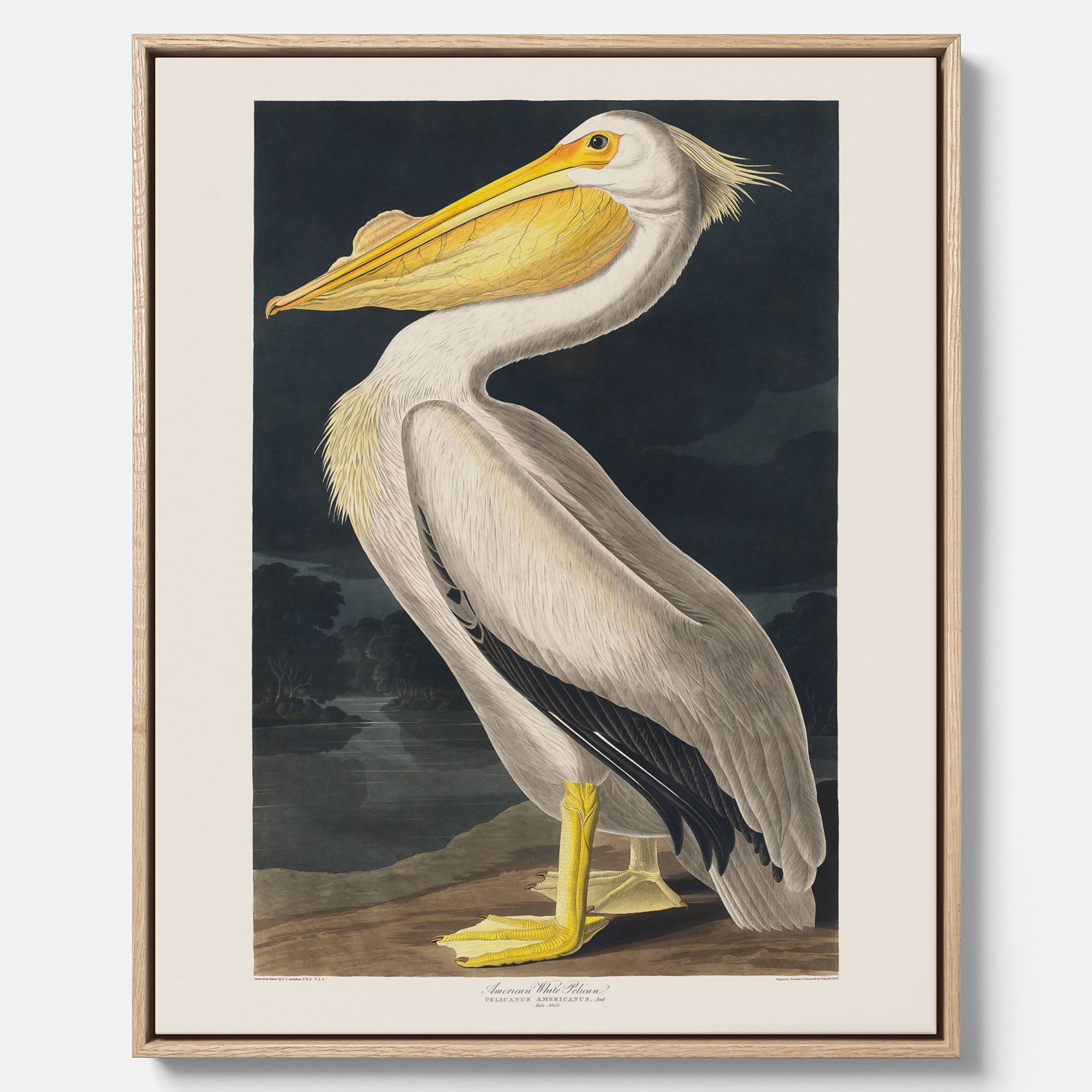 Canvastavla med en Vit Pelikan poster vintage illustration konst