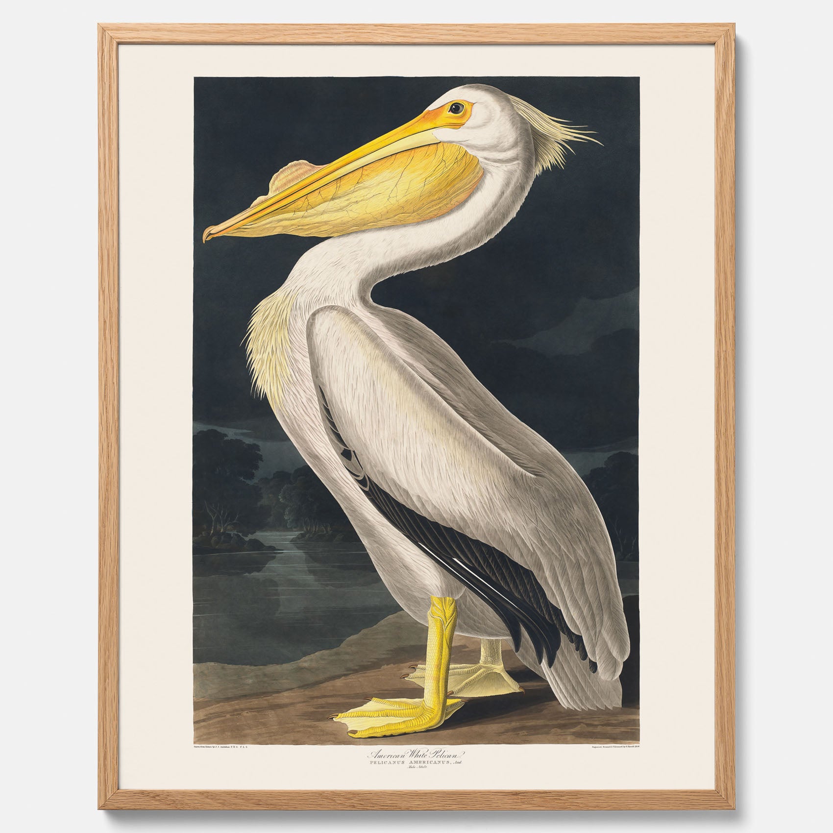 Tavla med en Vit Pelikan poster vintage illustration konst