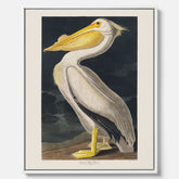 Canvastavla med en Vit Pelikan poster vintage illustration konst
