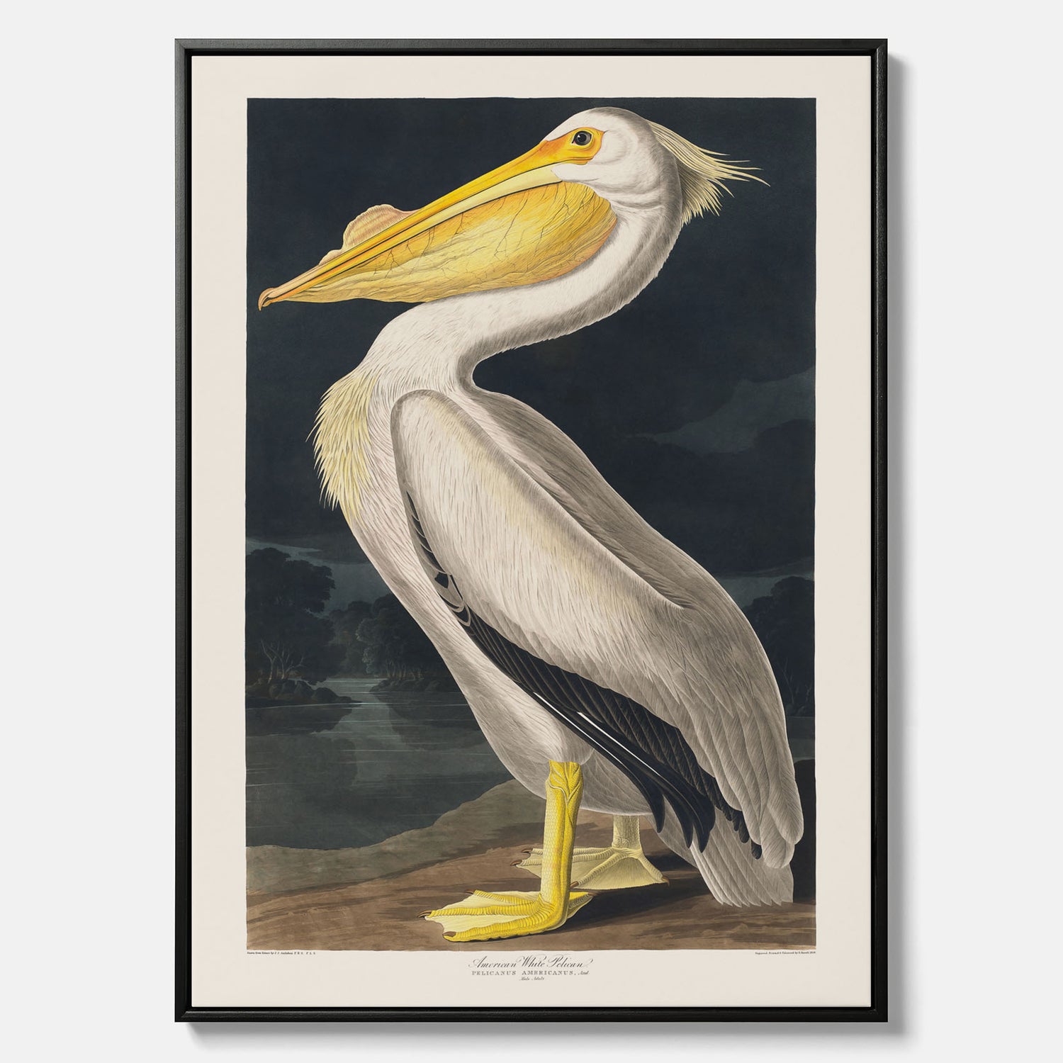 Canvastavla med en Vit Pelikan poster vintage illustration konst