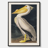 Canvastavla med en Vit Pelikan poster vintage illustration konst