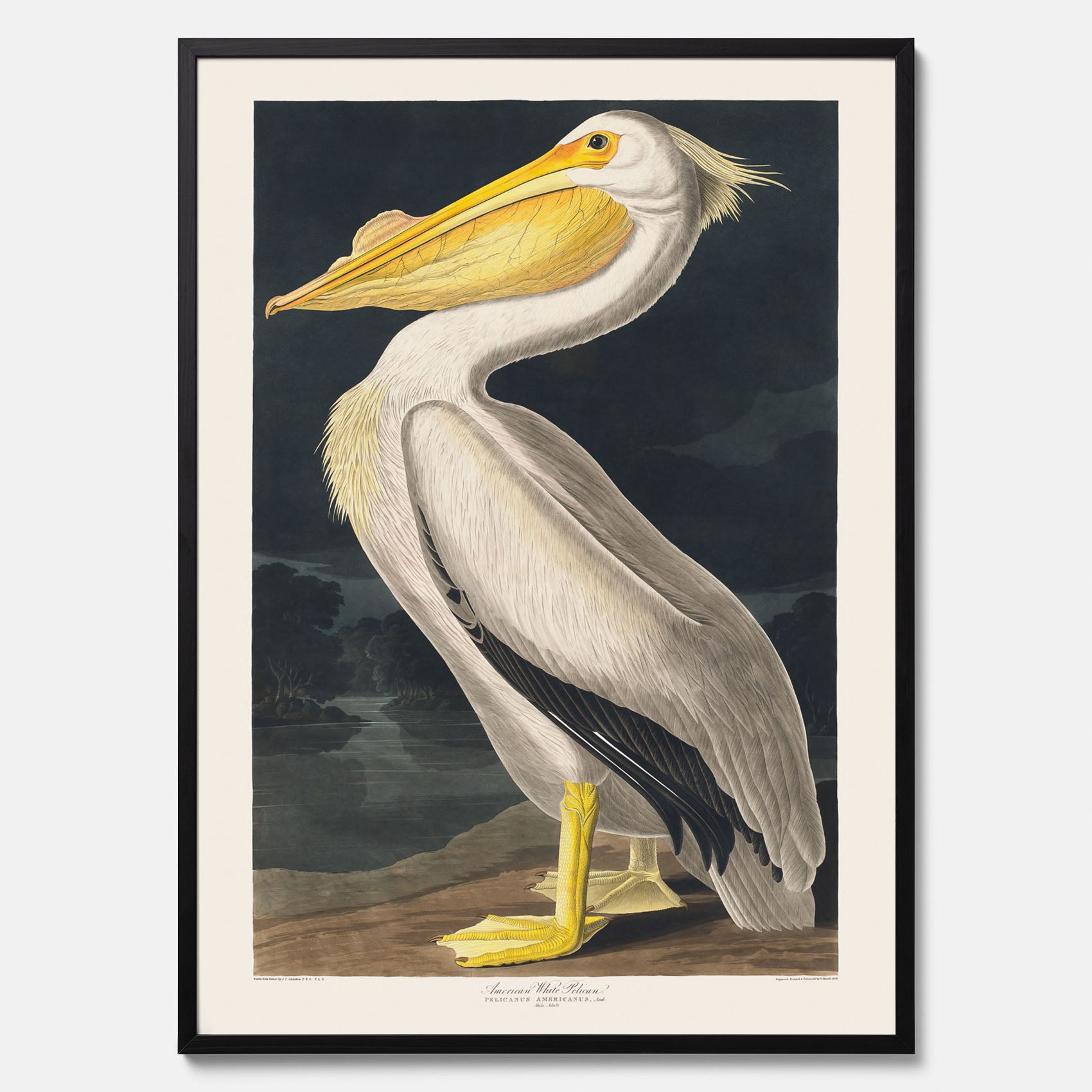 Tavla med en Vit Pelikan poster vintage illustration konst
