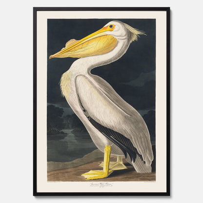 Tavla med en Vit Pelikan poster vintage illustration konst