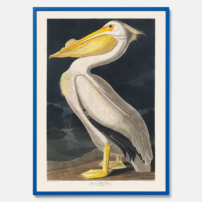 Tavla med en Vit Pelikan poster vintage illustration konst