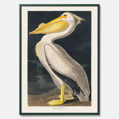 Tavla med en Vit Pelikan poster vintage illustration konst