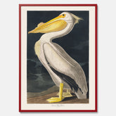 Tavla med en Vit Pelikan poster vintage illustration konst