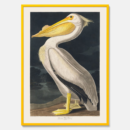 Tavla med en Vit Pelikan poster vintage illustration konst