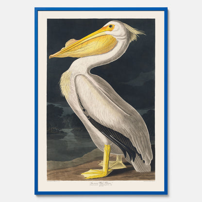 Tavla med en Vit Pelikan poster vintage illustration konst