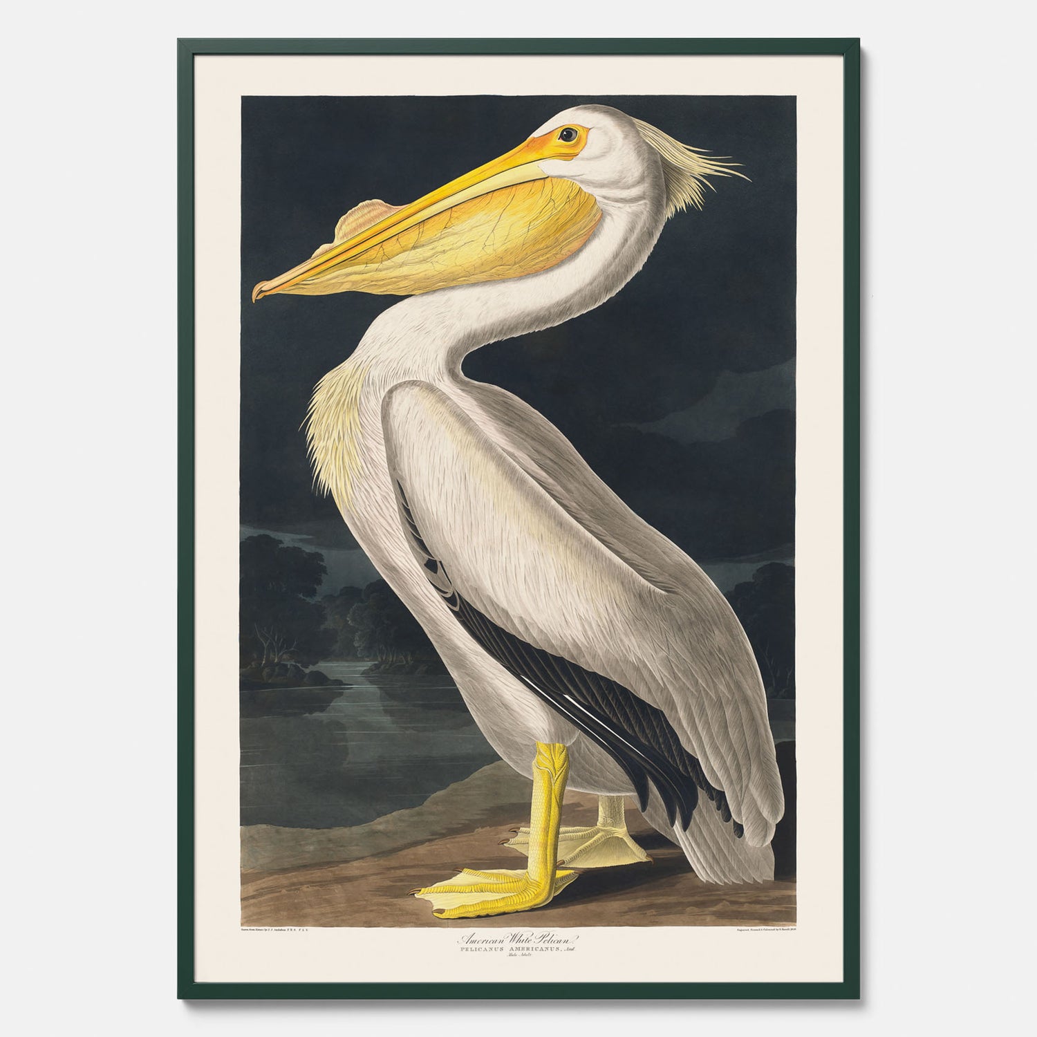 Tavla med en Vit Pelikan poster vintage illustration konst