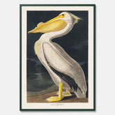 Tavla med en Vit Pelikan poster vintage illustration konst
