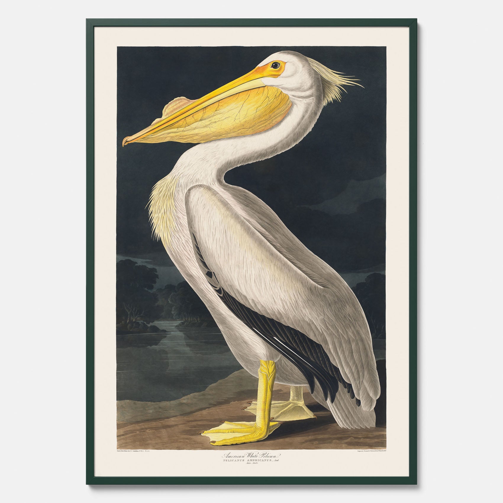 Tavla med en Vit Pelikan poster vintage illustration konst