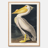 Tavla med en Vit Pelikan poster vintage illustration konst