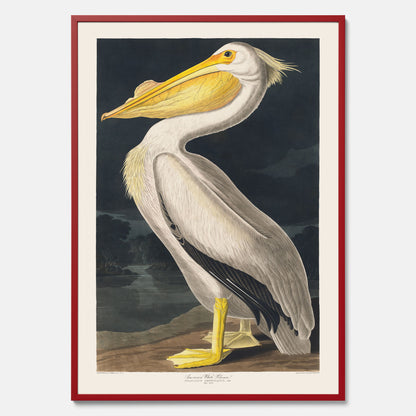 Tavla med en Vit Pelikan poster vintage illustration konst
