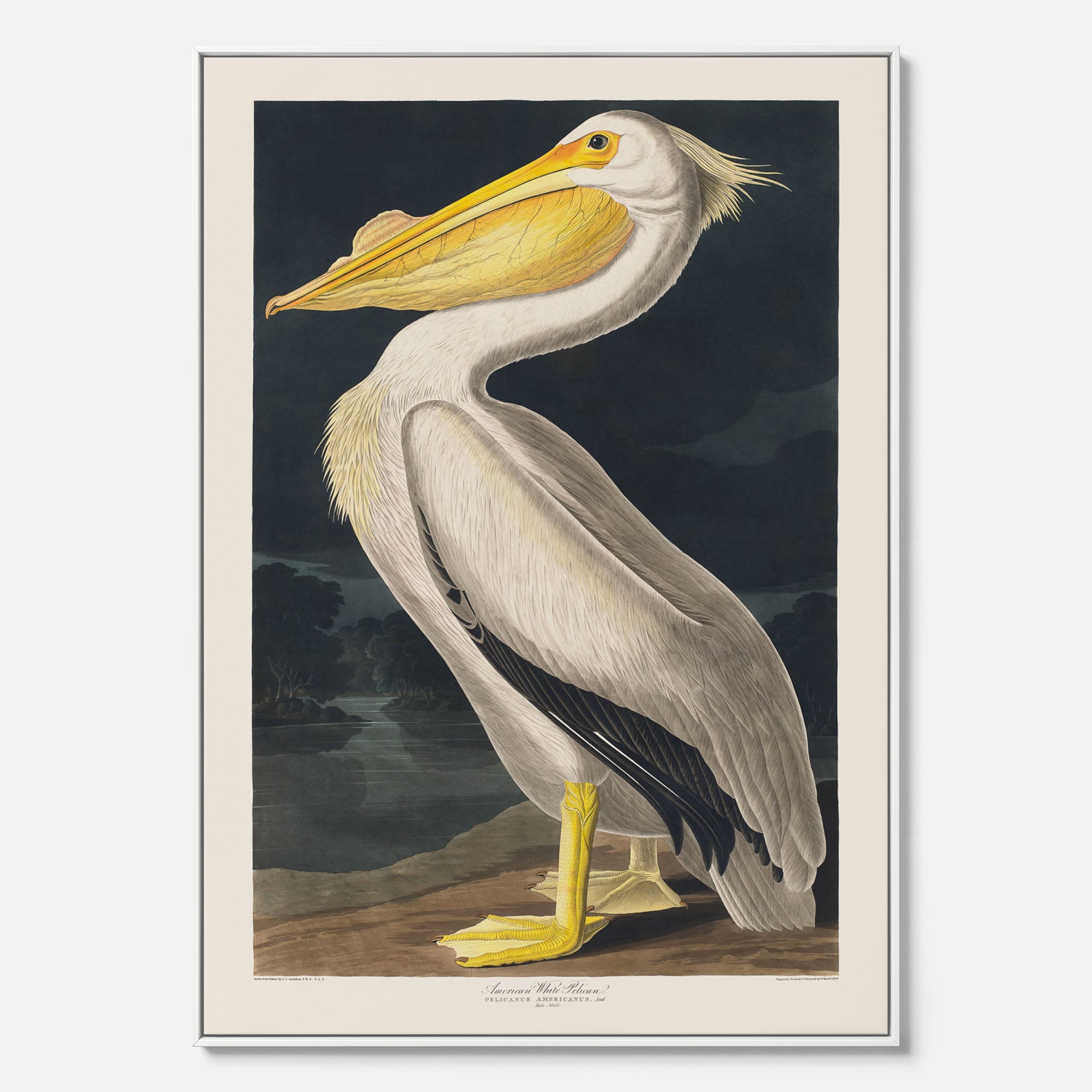 Canvastavla med en Vit Pelikan poster vintage illustration konst