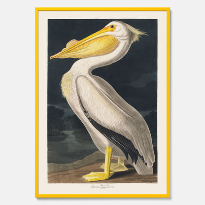 Tavla med en Vit Pelikan poster vintage illustration konst