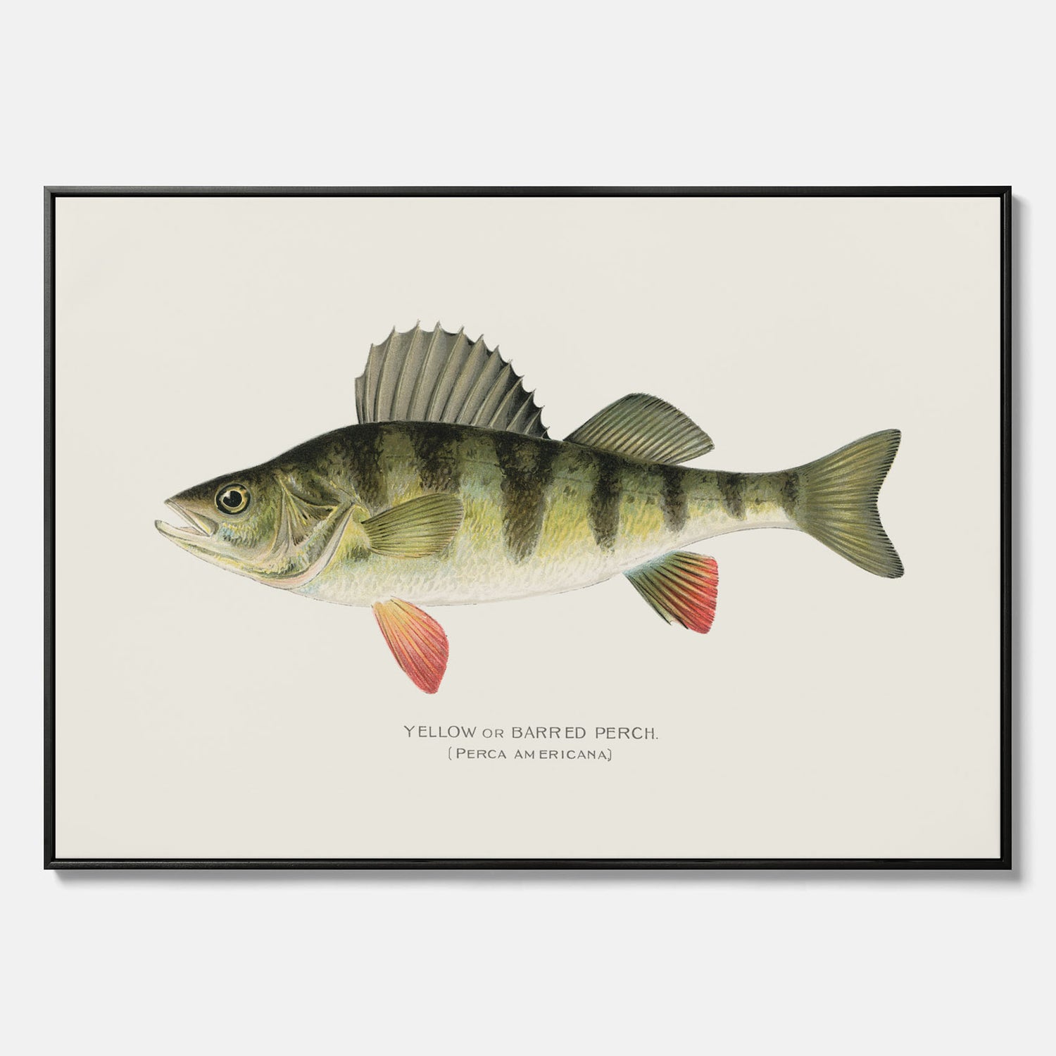 Kökstavla med en Abborre Poster – Canvastavla med fisk, fiskposter, tavla till kök, poster till kök