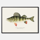 Kökstavla med en Abborre Poster – Plansch med fisk, fiskposter, tavla till kök, poster till kök