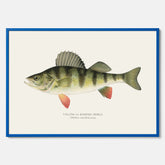 Kökstavla med en Abborre Poster – Plansch med fisk, fiskposter, tavla till kök, poster till kök