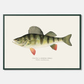 Kökstavla med en Abborre Poster – Plansch med fisk, fiskposter, tavla till kök, poster till kök