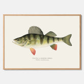 Kökstavla med en Abborre Poster – Plansch med fisk, fiskposter, tavla till kök, poster till kök