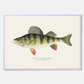 Kökstavla med en Abborre Poster – Plansch med fisk, fiskposter, tavla till kök, poster till kök