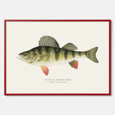 Kökstavla med en Abborre Poster – Plansch med fisk, fiskposter, tavla till kök, poster till kök