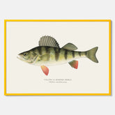 Kökstavla med en Abborre Poster – Plansch med fisk, fiskposter, tavla till kök, poster till kök