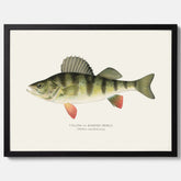 Kökstavla med en Abborre Poster – Plansch med fisk, fiskposter, tavla till kök, poster till kök