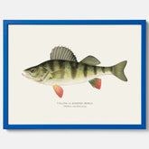 Kökstavla med en Abborre Poster – Plansch med fisk, fiskposter, tavla till kök, poster till kök