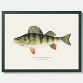 Kökstavla med en Abborre Poster – Plansch med fisk, fiskposter, tavla till kök, poster till kök