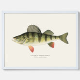 Kökstavla med en Abborre Poster – Plansch med fisk, fiskposter, tavla till kök, poster till kök