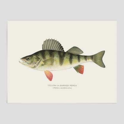 Kökstavla med en Abborre Poster – Plansch med fisk, fiskposter, tavla till kök, poster till kök