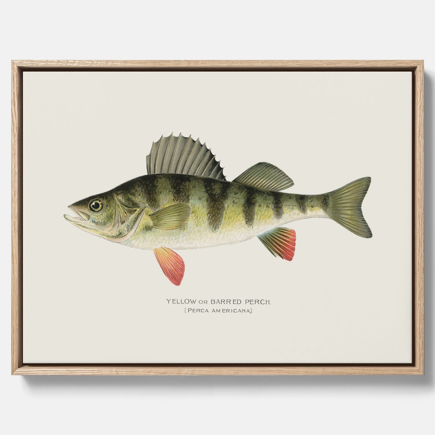 Kökstavla med en Abborre Poster – Canvastavla med fisk, fiskposter, tavla till kök, poster till kök
