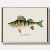 Kökstavla med en Abborre Poster – Canvastavla med fisk, fiskposter, tavla till kök, poster till kök