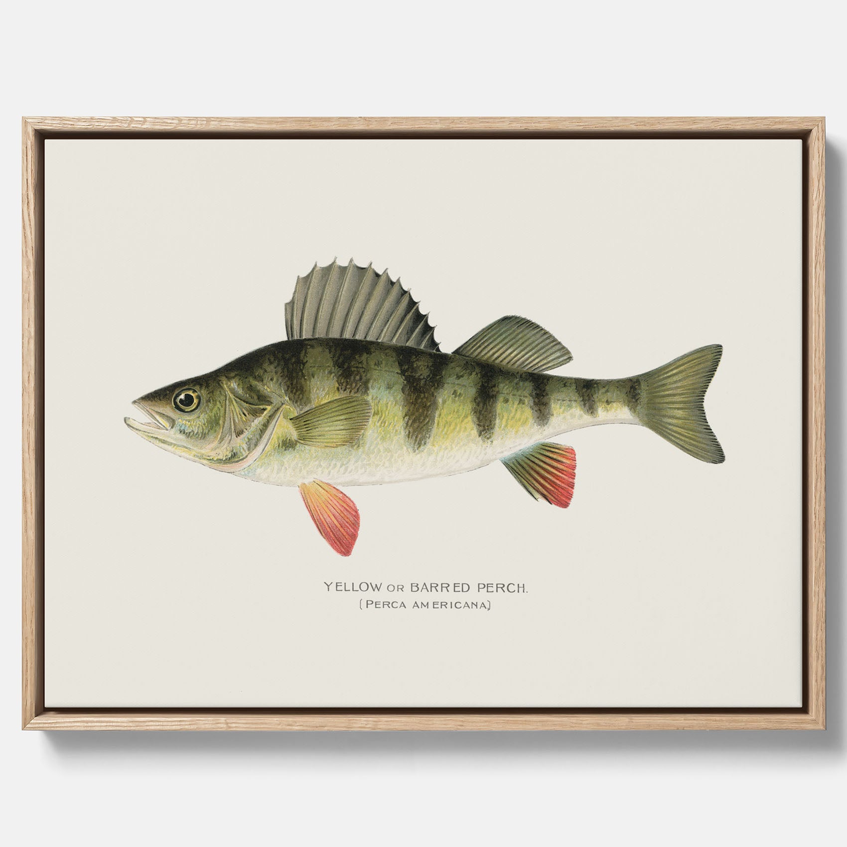 Kökstavla med en Abborre Poster – Canvastavla med fisk, fiskposter, tavla till kök, poster till kök