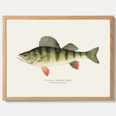 Kökstavla med en Abborre Poster – Plansch med fisk, fiskposter, tavla till kök, poster till kök