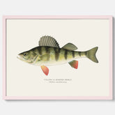 Kökstavla med en Abborre Poster – Plansch med fisk, fiskposter, tavla till kök, poster till kök