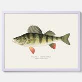 Kökstavla med en Abborre Poster – Plansch med fisk, fiskposter, tavla till kök, poster till kök