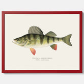 Kökstavla med en Abborre Poster – Plansch med fisk, fiskposter, tavla till kök, poster till kök