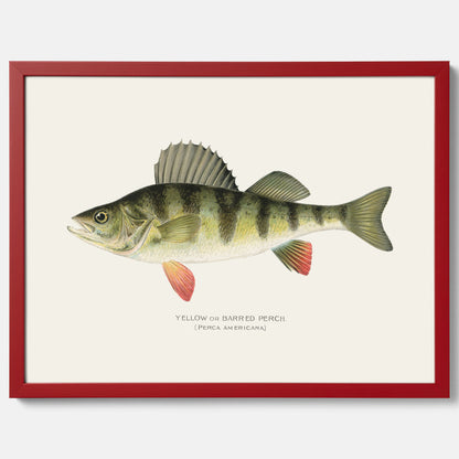 Kökstavla med en Abborre Poster – Plansch med fisk, fiskposter, tavla till kök, poster till kök