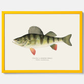 Kökstavla med en Abborre Poster – Plansch med fisk, fiskposter, tavla till kök, poster till kök