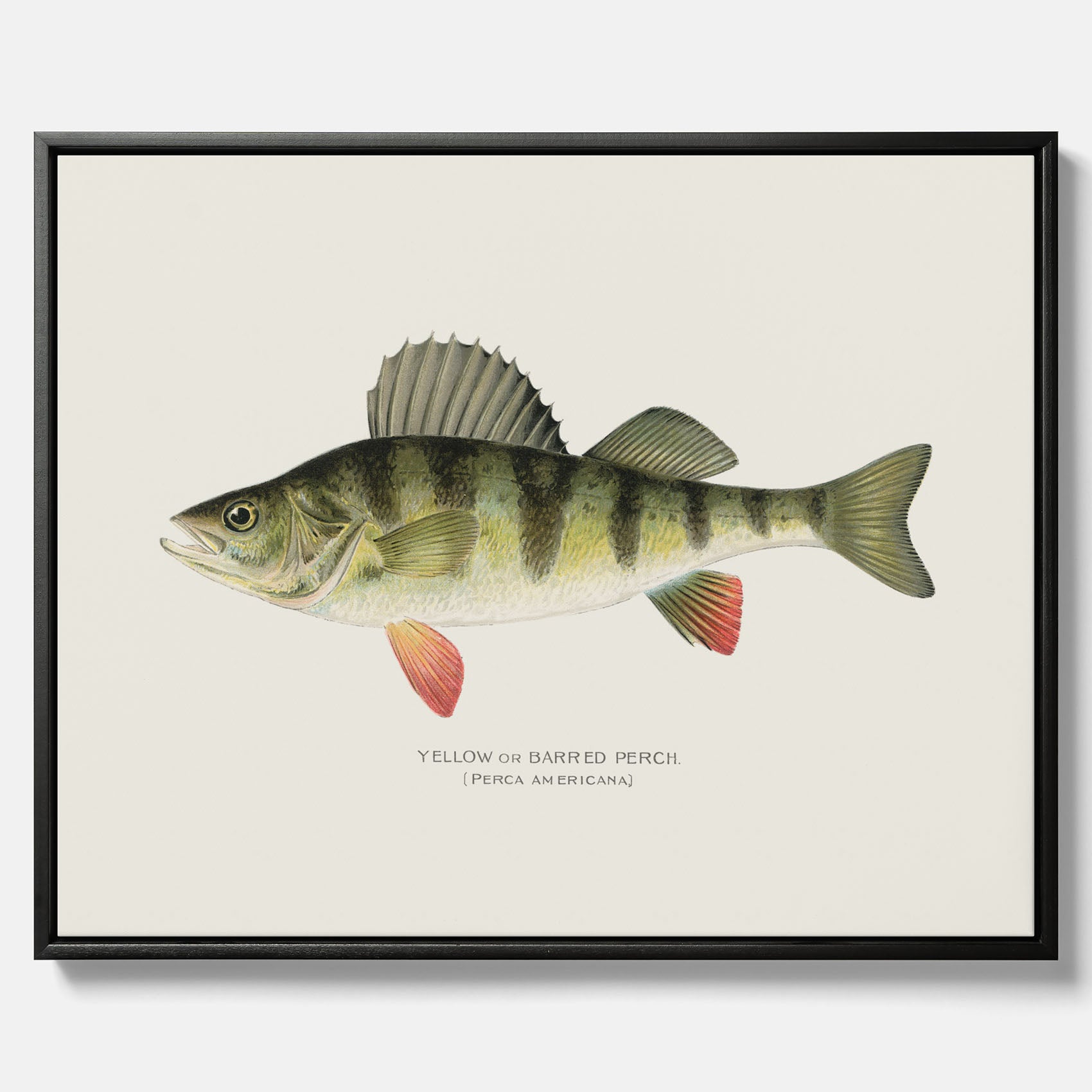 Kökstavla med en Abborre Poster – Canvastavla med fisk, fiskposter, tavla till kök, poster till kök