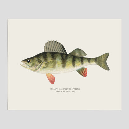 Kökstavla med en Abborre Poster – Plansch med fisk, fiskposter, tavla till kök, poster till kök