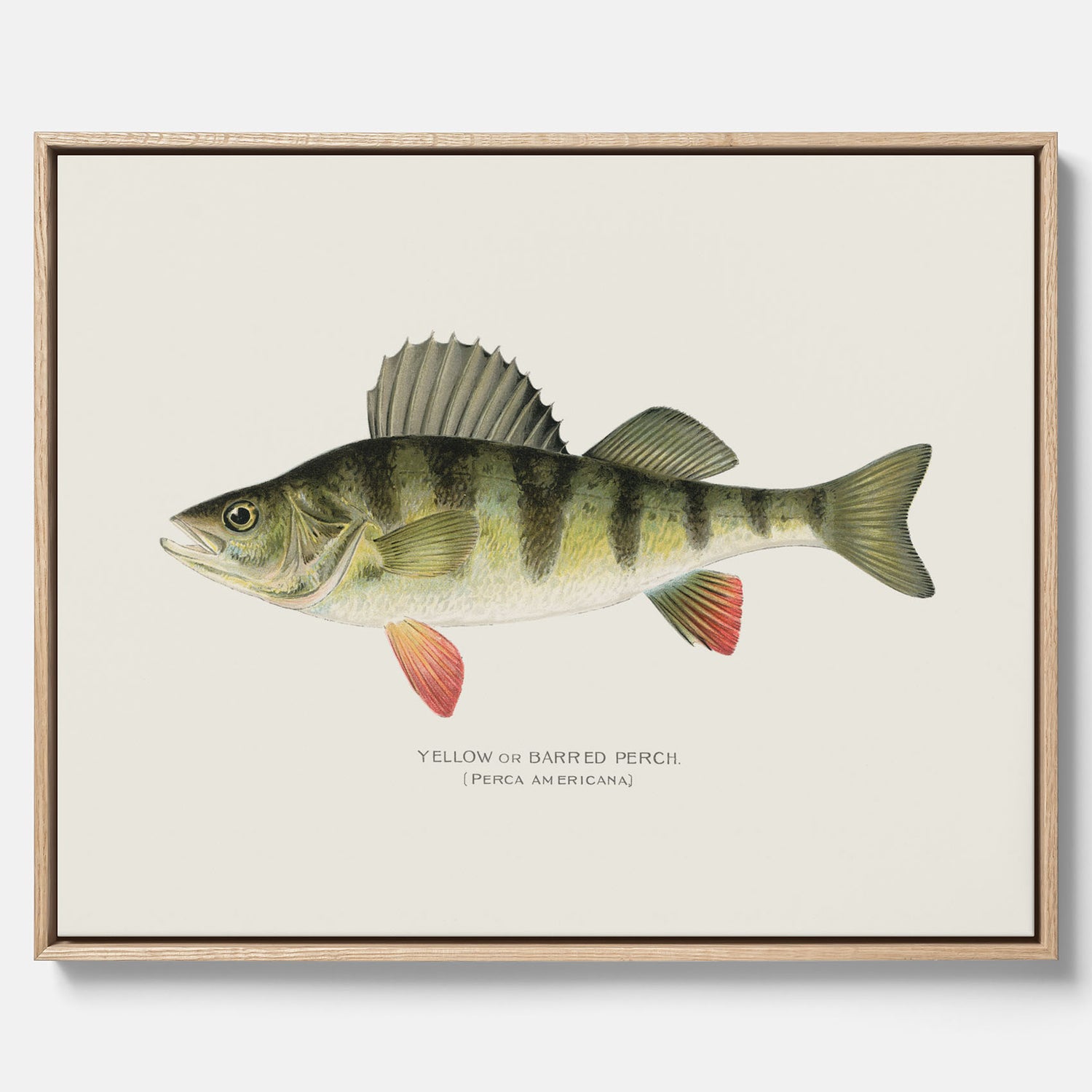 Kökstavla med en Abborre Poster – Canvastavla med fisk, fiskposter, tavla till kök, poster till kök
