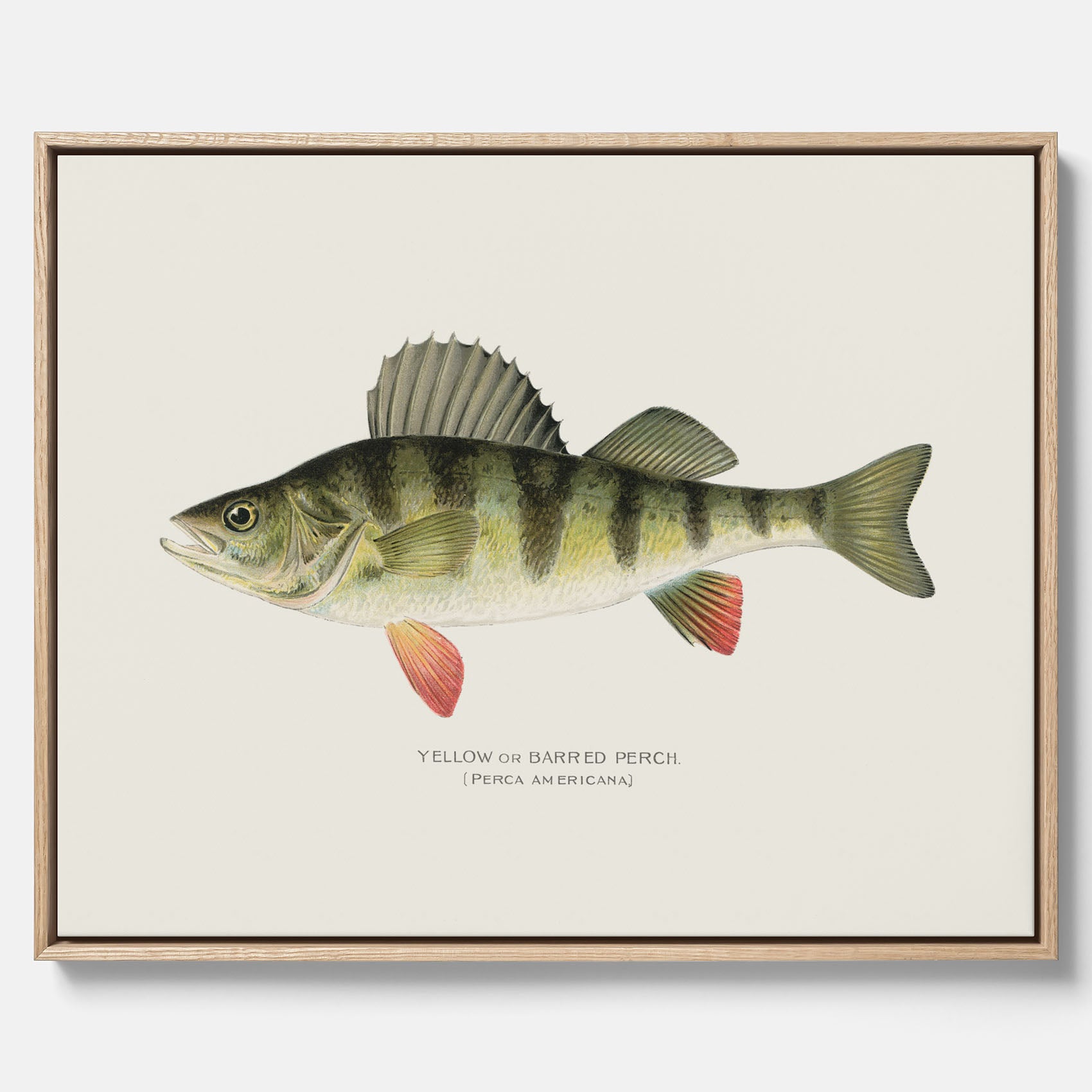 Kökstavla med en Abborre Poster – Canvastavla med fisk, fiskposter, tavla till kök, poster till kök